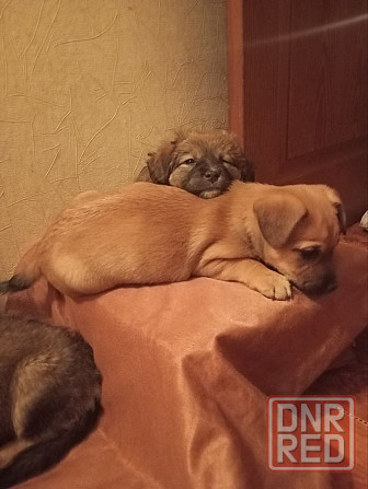 щенок ищет дом щенки в добрые руки Макеевка Донецк Донецк - изображение 2