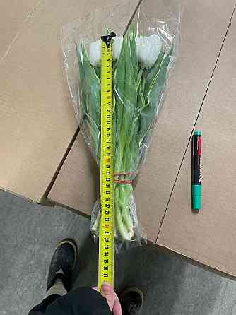 Тюльпан опт Донецк