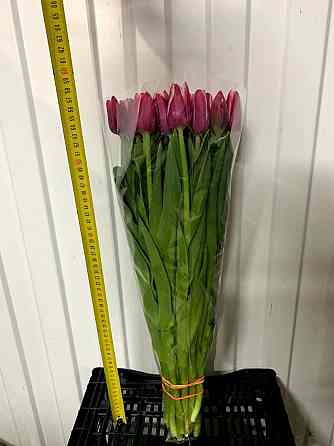 Тюльпан опт Донецк