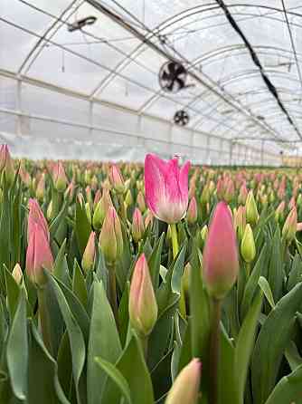 Тюльпан опт Донецк