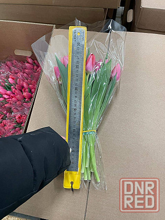 Тюльпан опт Донецк - изображение 2