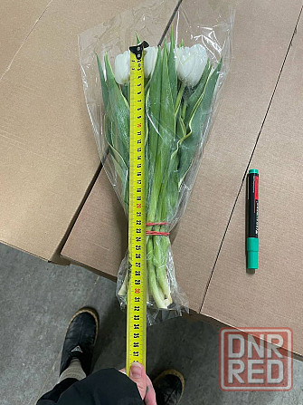 Тюльпан опт Донецк - изображение 3