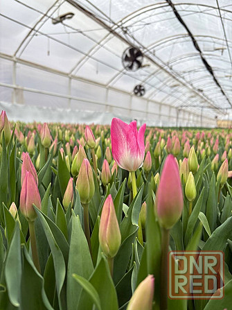 Тюльпан опт Донецк - изображение 4