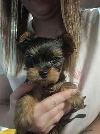 Мини йорик беби фейс срочно продам. Снежное