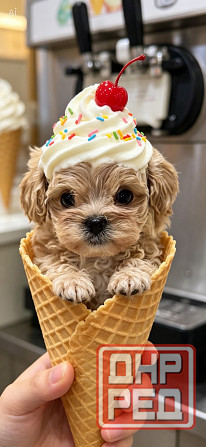 Мини Мальтипушечки Тэдди Китай Донецк - изображение 1