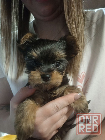 Мини йорик беби фейс срочно продам. Снежное - изображение 1