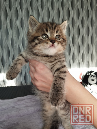 Шотландские котята Донецк - изображение 2