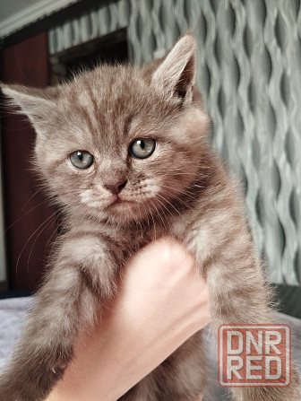 Шотландские котята Донецк - изображение 1