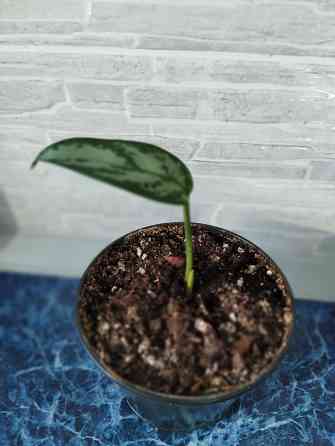 Аглоанема Донецк