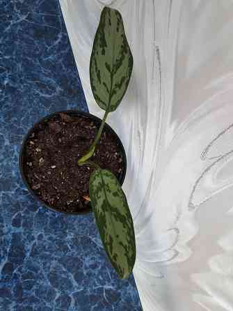 Аглоанема Донецк