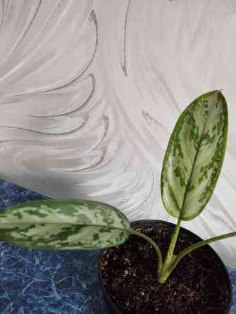 Аглоанема Донецк