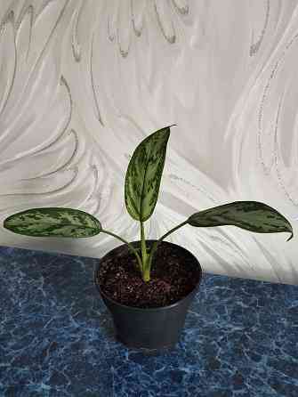 Аглоанема Донецк