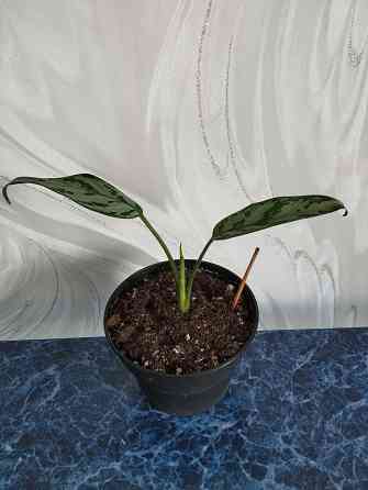 Аглоанема Донецк