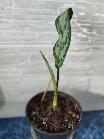 Аглоанема Донецк