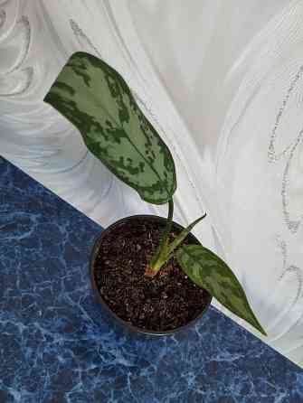 Аглоанема Донецк