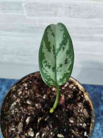 Аглоанема Донецк