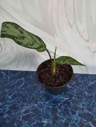 Аглоанема Донецк