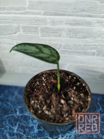 Аглоанема Донецк - изображение 4