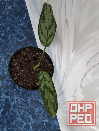 Аглоанема Донецк - изображение 4