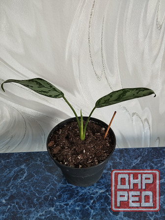 Аглоанема Донецк - изображение 3