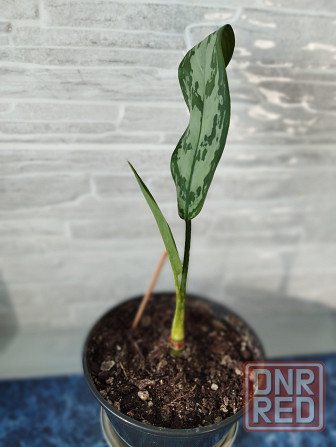 Аглоанема Донецк - изображение 2