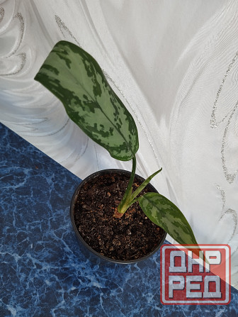 Аглоанема Донецк - изображение 1