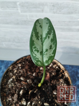 Аглоанема Донецк - изображение 3