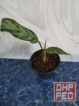 Аглоанема Донецк - изображение 2