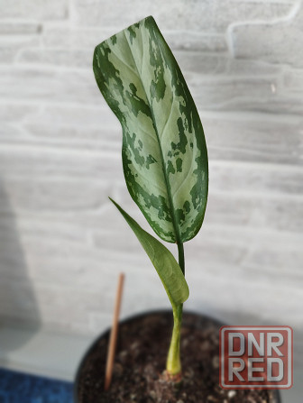 Аглоанема Донецк - изображение 1