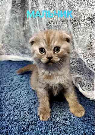 Продаю шотландских котят Донецк