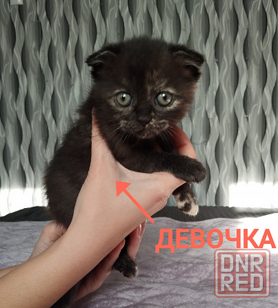 Продаю шотландских котят Донецк - изображение 2