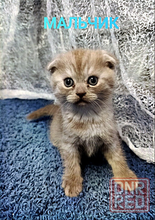 Продаю шотландских котят Донецк - изображение 1