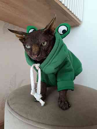 Вязка кота Донецк