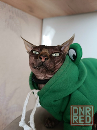 Вязка кота Донецк - изображение 1