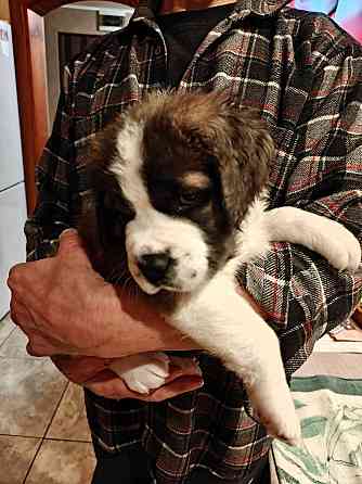 Московская сторожевая Макеевка