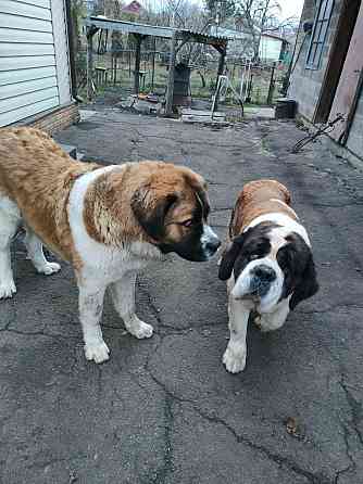 Московская сторожевая Макеевка