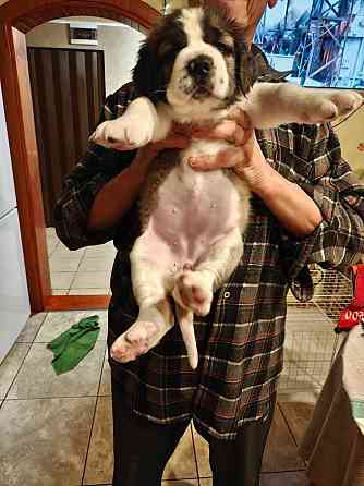 Московская сторожевая Макеевка