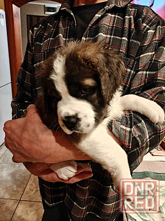 Московская сторожевая Макеевка - изображение 2