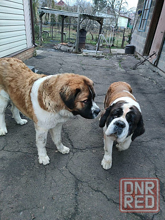 Московская сторожевая Макеевка - изображение 3