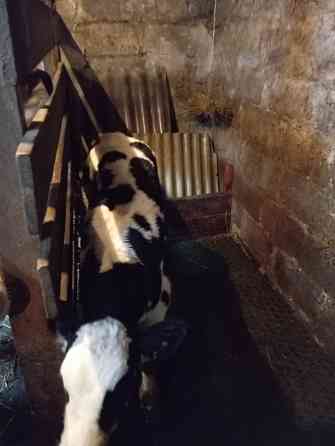 Продам бычка Донецк