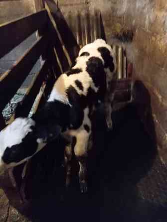 Продам бычка Донецк