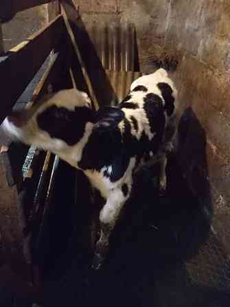 Продам бычка Донецк