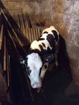 Продам бычка Донецк