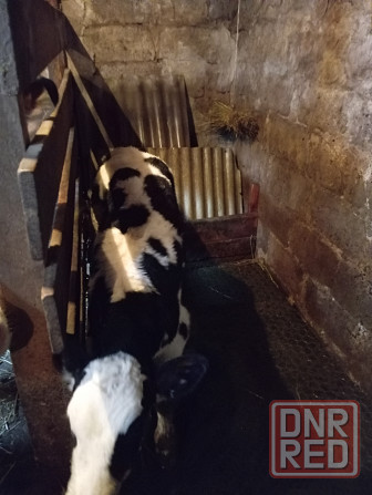 Продам бычка Донецк - изображение 5