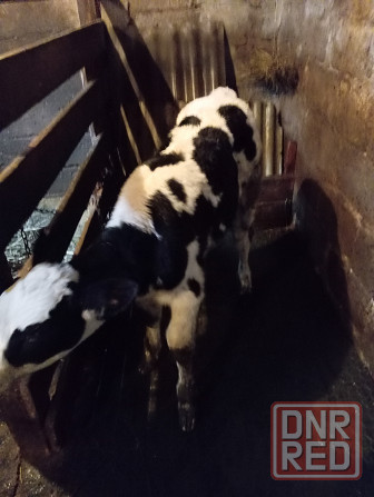 Продам бычка Донецк - изображение 4