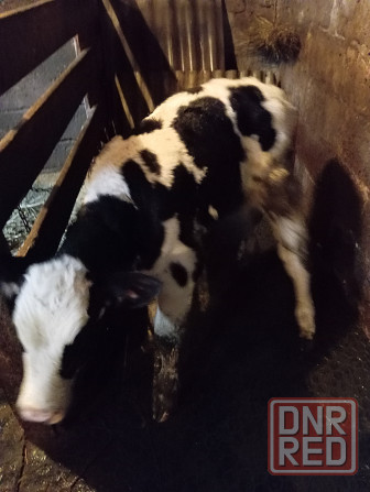 Продам бычка Донецк - изображение 3