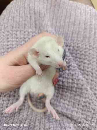 Мальчик Дамбо Макеевка