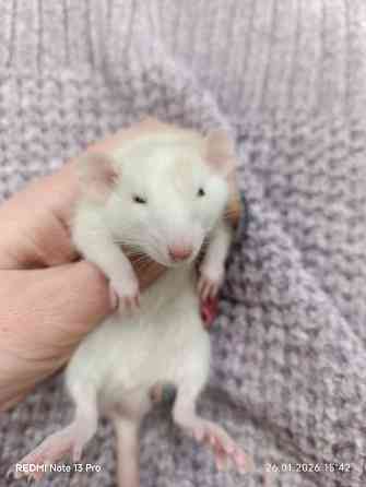 Мальчик Дамбо Макеевка