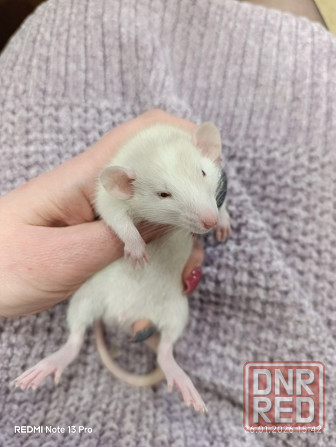 Мальчик Дамбо Макеевка - изображение 1