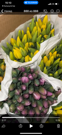 Тюльпаны к 8 марта (Донецк/Макеевка) Макеевка
